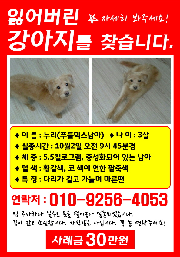 인천 믹스견 누리찾습니다. - 강아지 찾아요 - 유기견 보호 센터 - 이미지 1