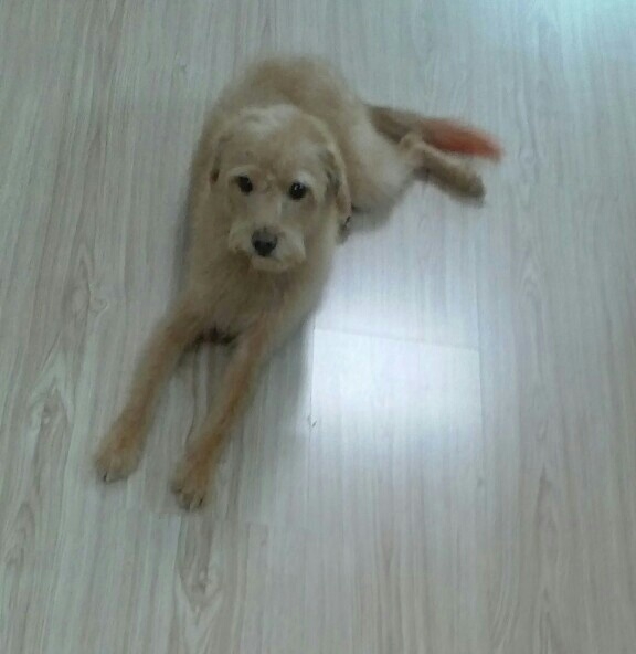 인천 믹스견 누리찾습니다. - 강아지 찾아요 - 유기견 보호 센터 - 이미지 3