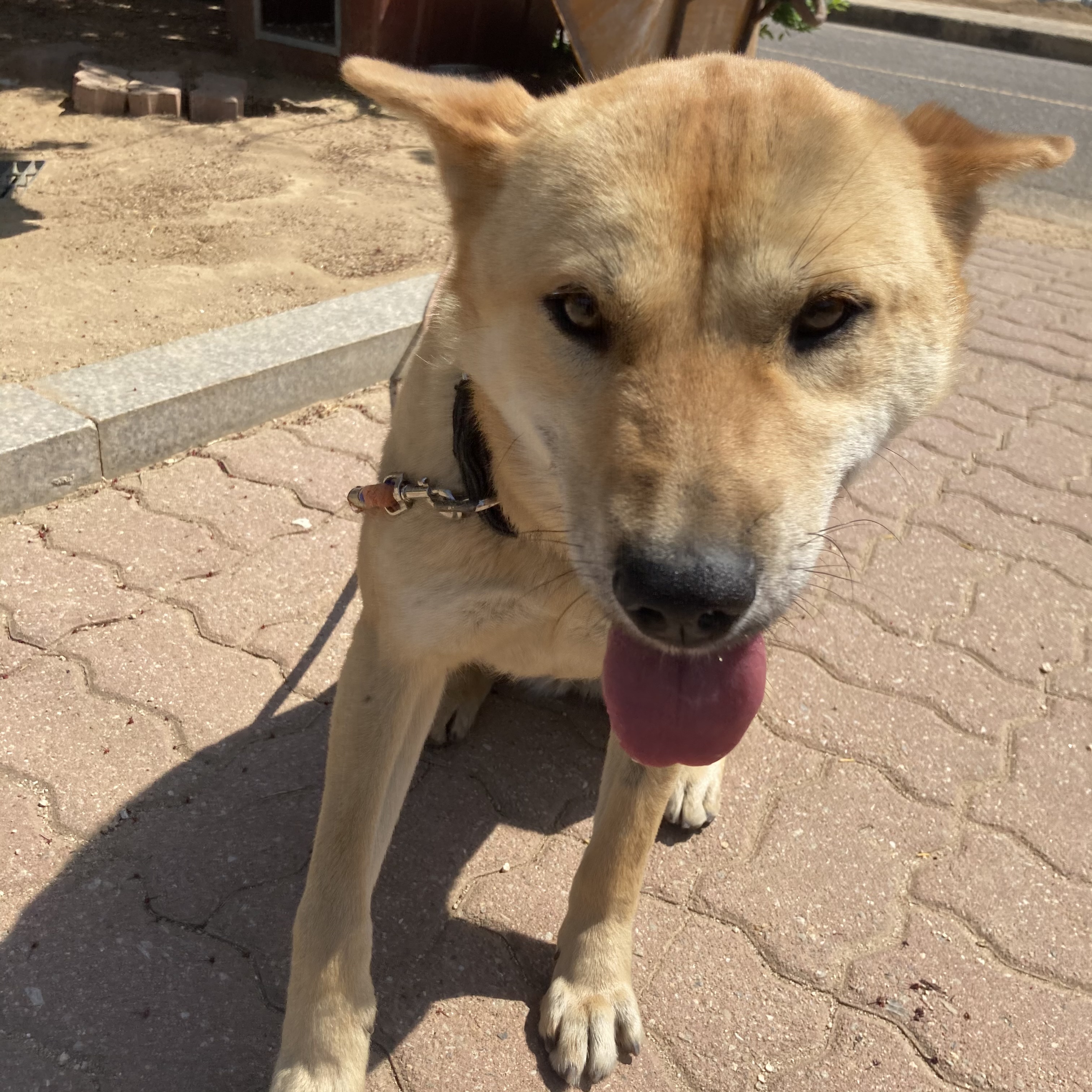 유기견보호센터 강아지보호소 고양이보호소 - 펫찾기 6번째 사진