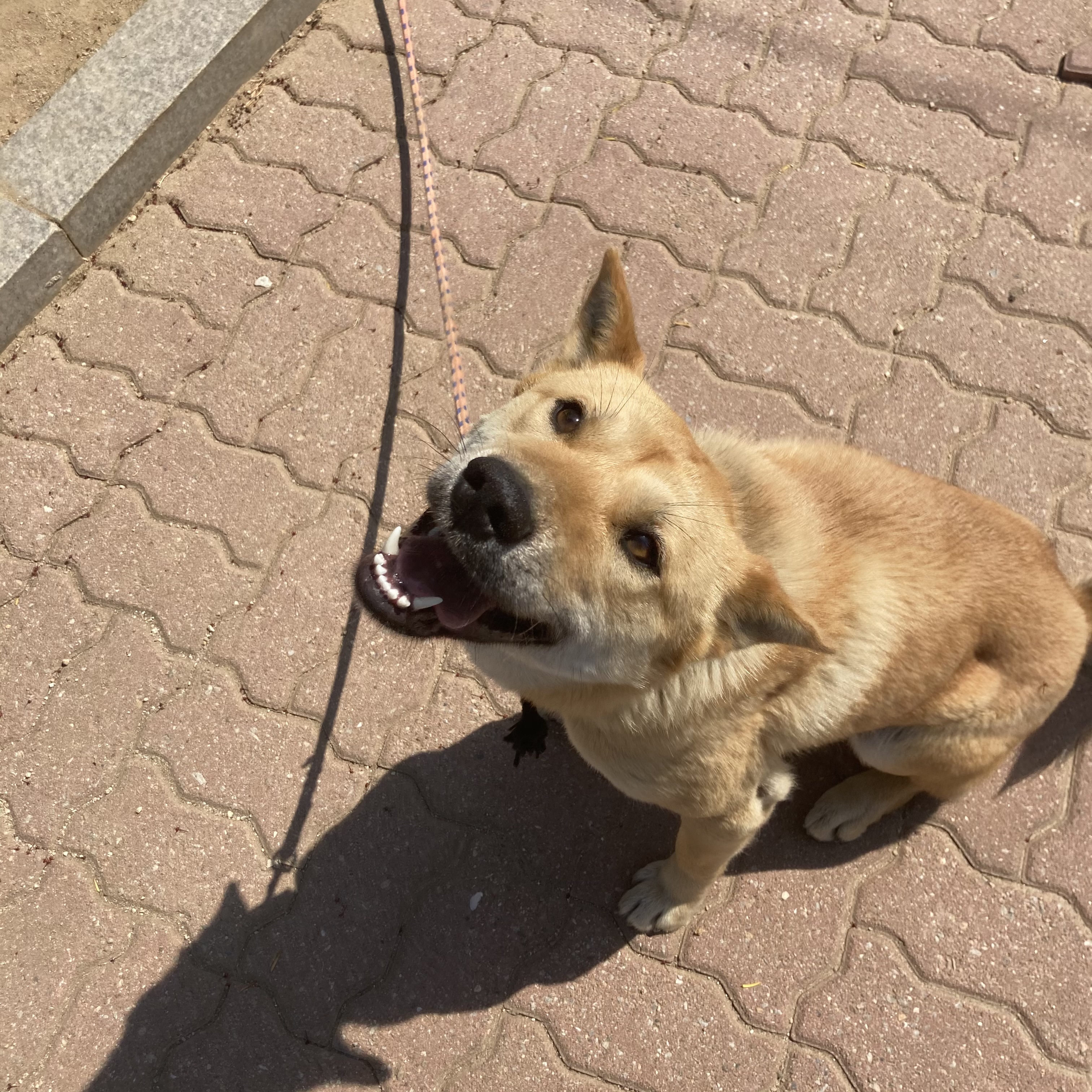 유기견보호센터 강아지보호소 고양이보호소 - 펫찾기 7번째 사진