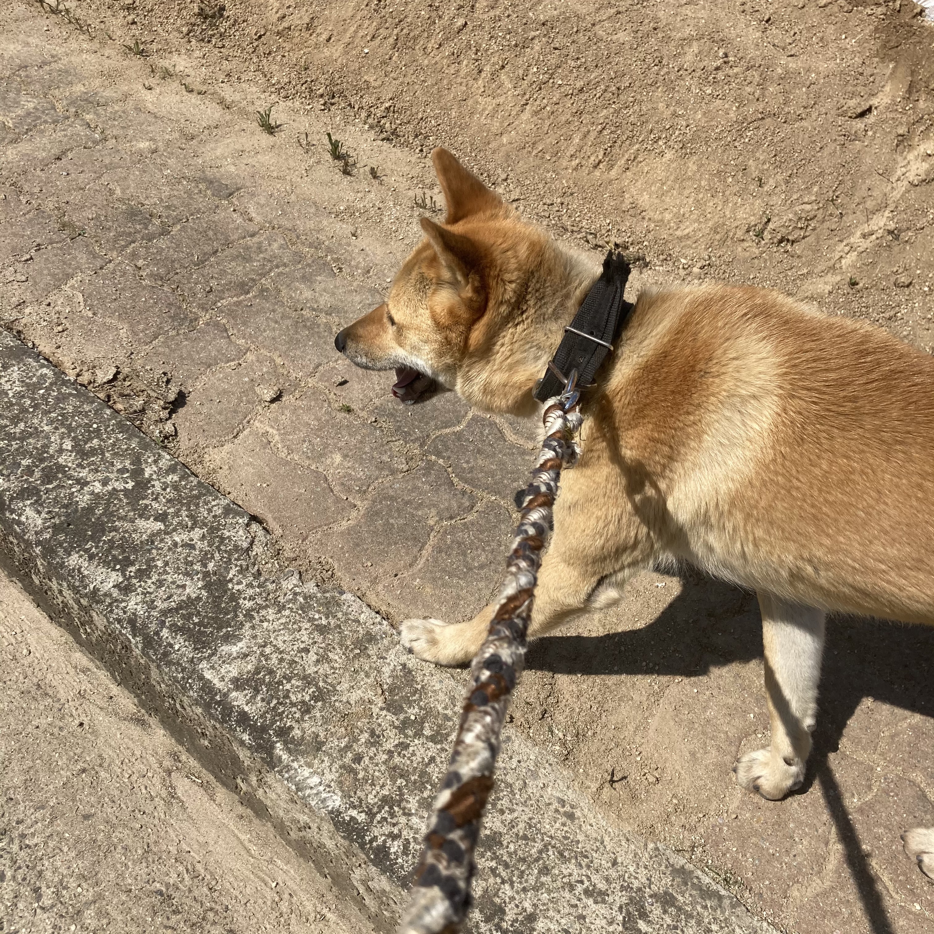 유기견보호센터 강아지보호소 고양이보호소 - 펫찾기 8번째 사진