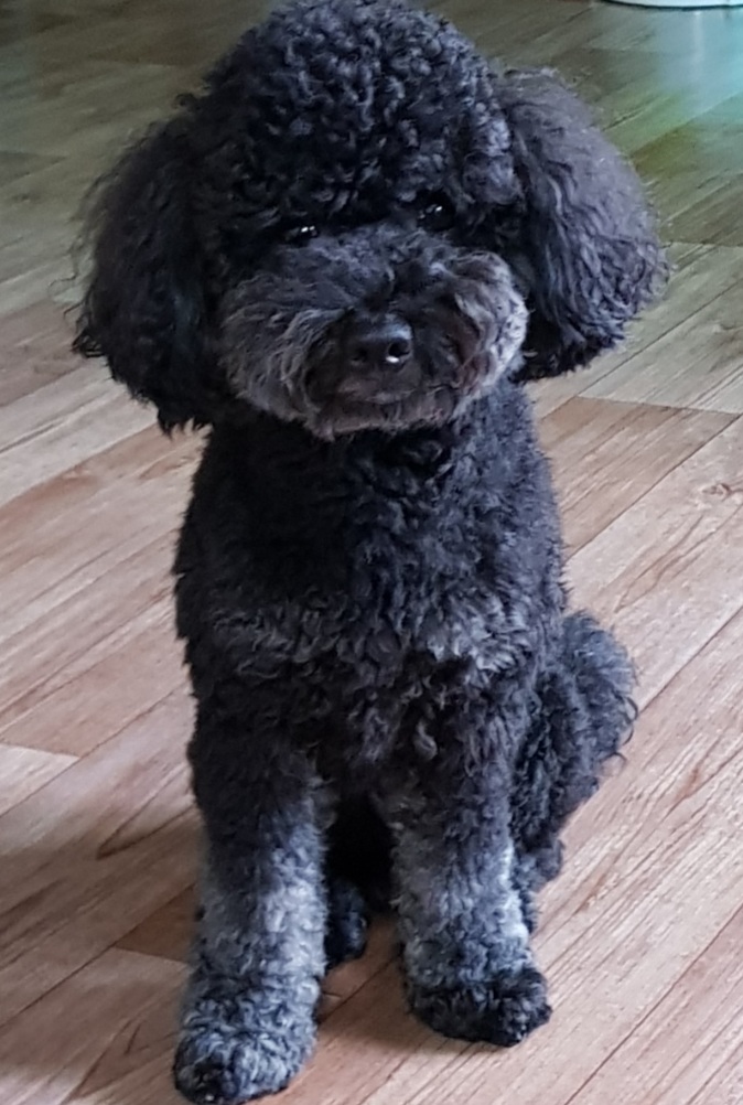 유기견보호센터 강아지보호소 고양이보호소 - 펫찾기 6번째 사진