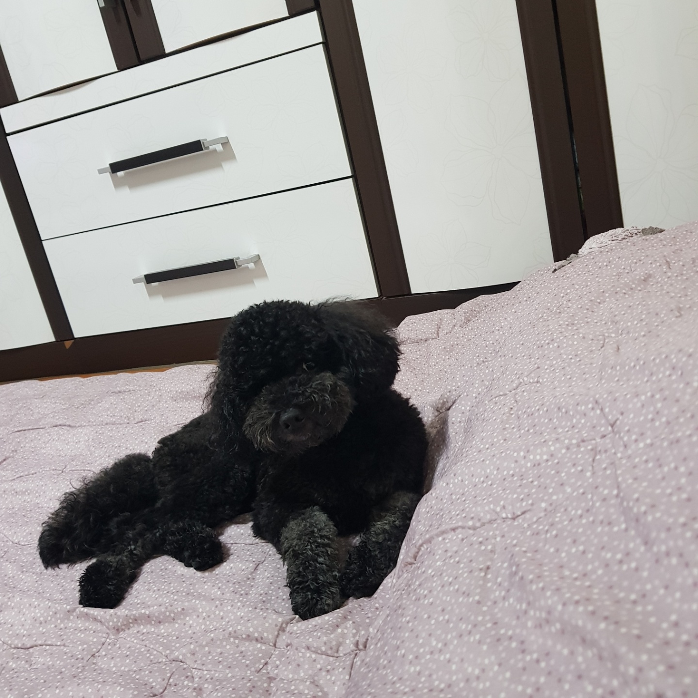 유기견보호센터 강아지보호소 고양이보호소 - 펫찾기 7번째 사진