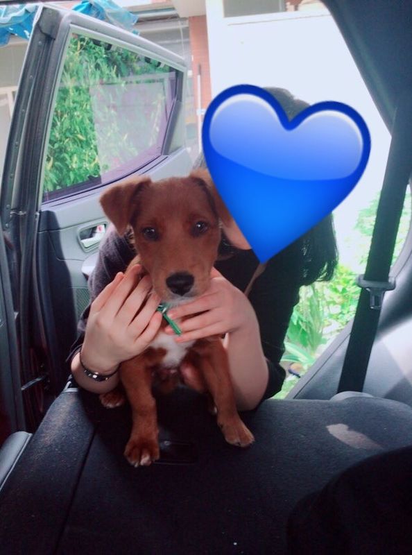 강아지를 찾습니다. 2번째 사진