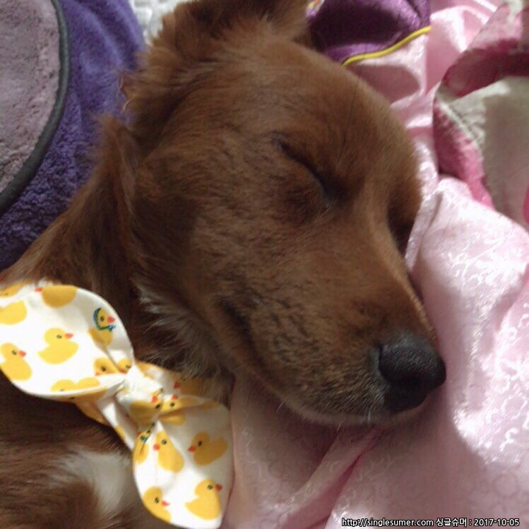 강아지를 찾습니다. 4번째 사진