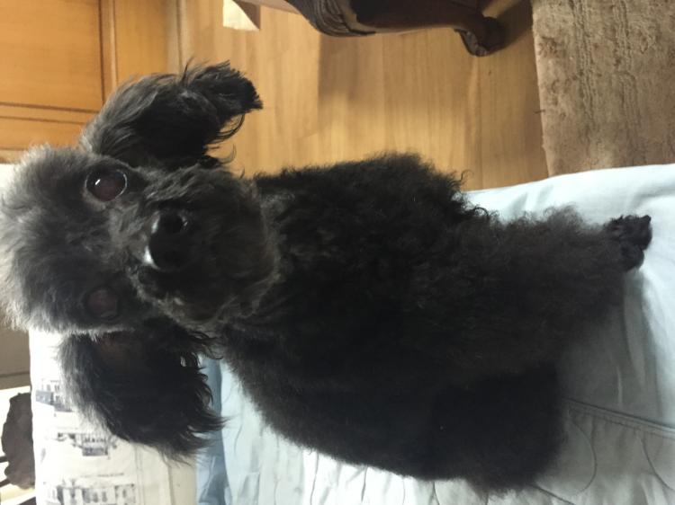 강아지를 애타게 찾고 있습니다, 블랙푸들