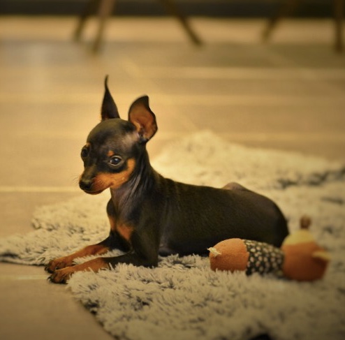 유기견보호센터 강아지보호소 고양이보호소 - 펫찾기 4번째 사진