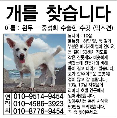 1476271501440.jpg : 제주 라마다호텔인근에서 잃어버린 개를 찾습니다