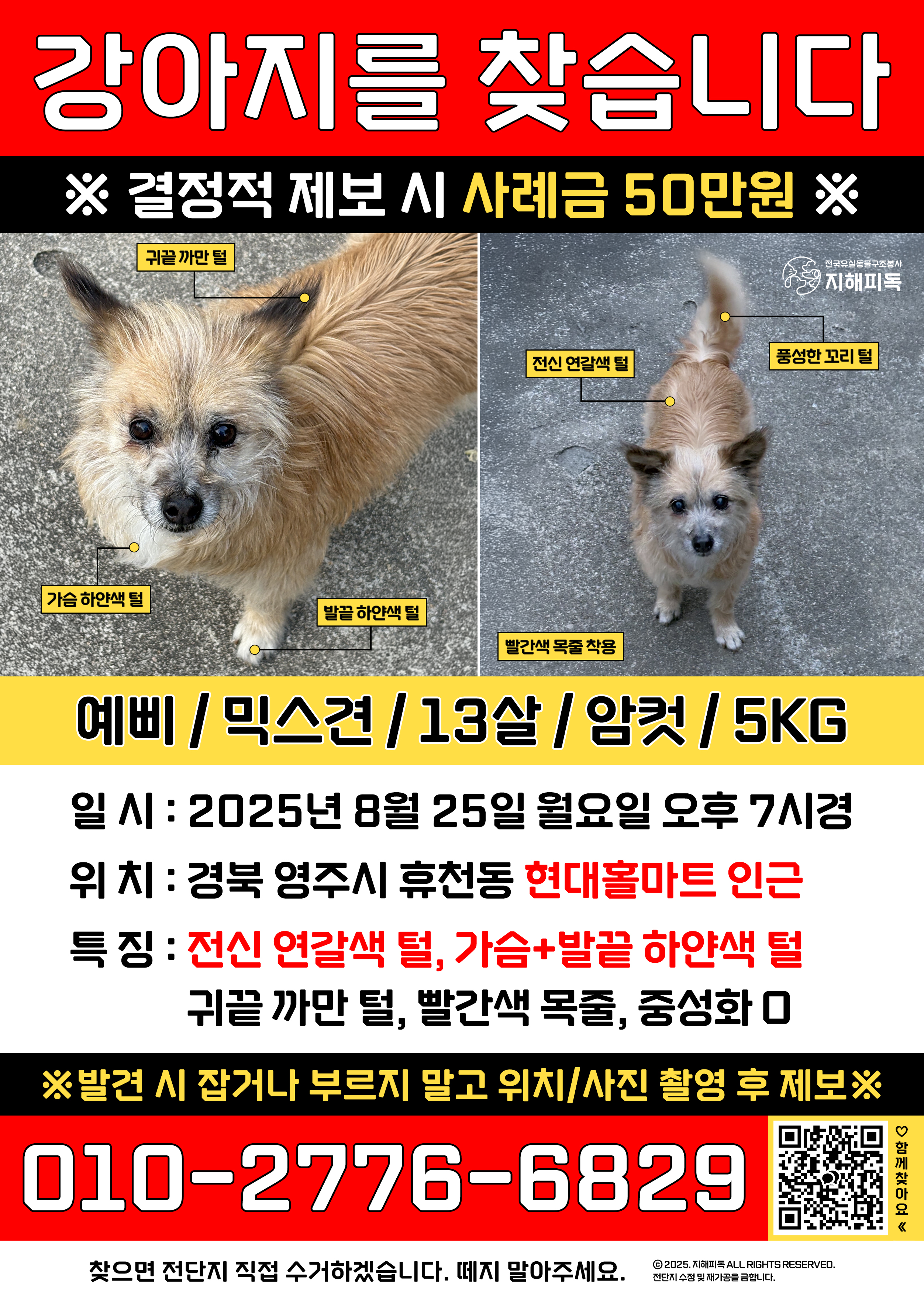 유기견보호센터 강아지보호소 고양이보호소 - 펫찾기 3번째 사진