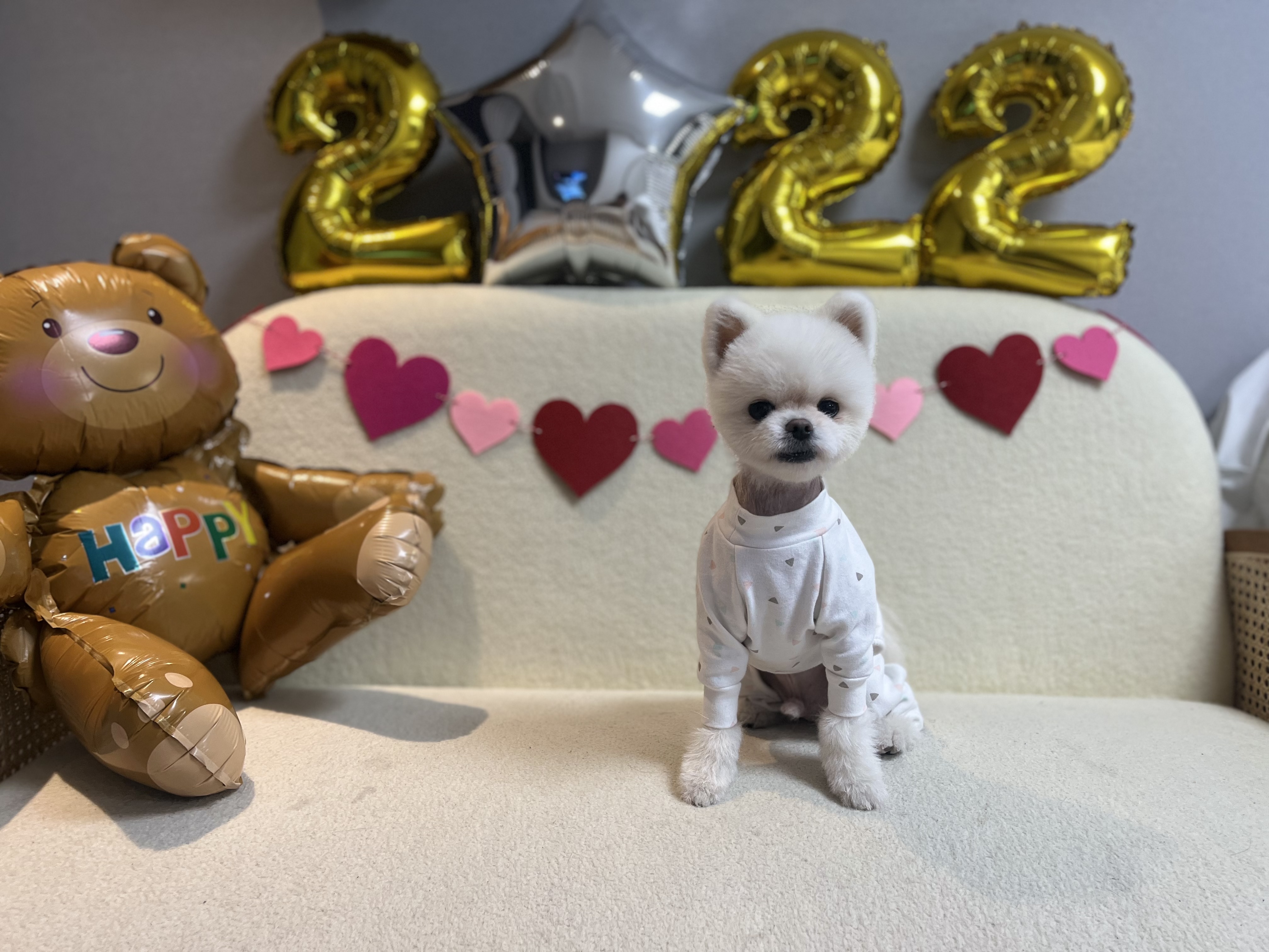 유기견보호센터 강아지보호소 고양이보호소 - 펫찾기 17번째 사진