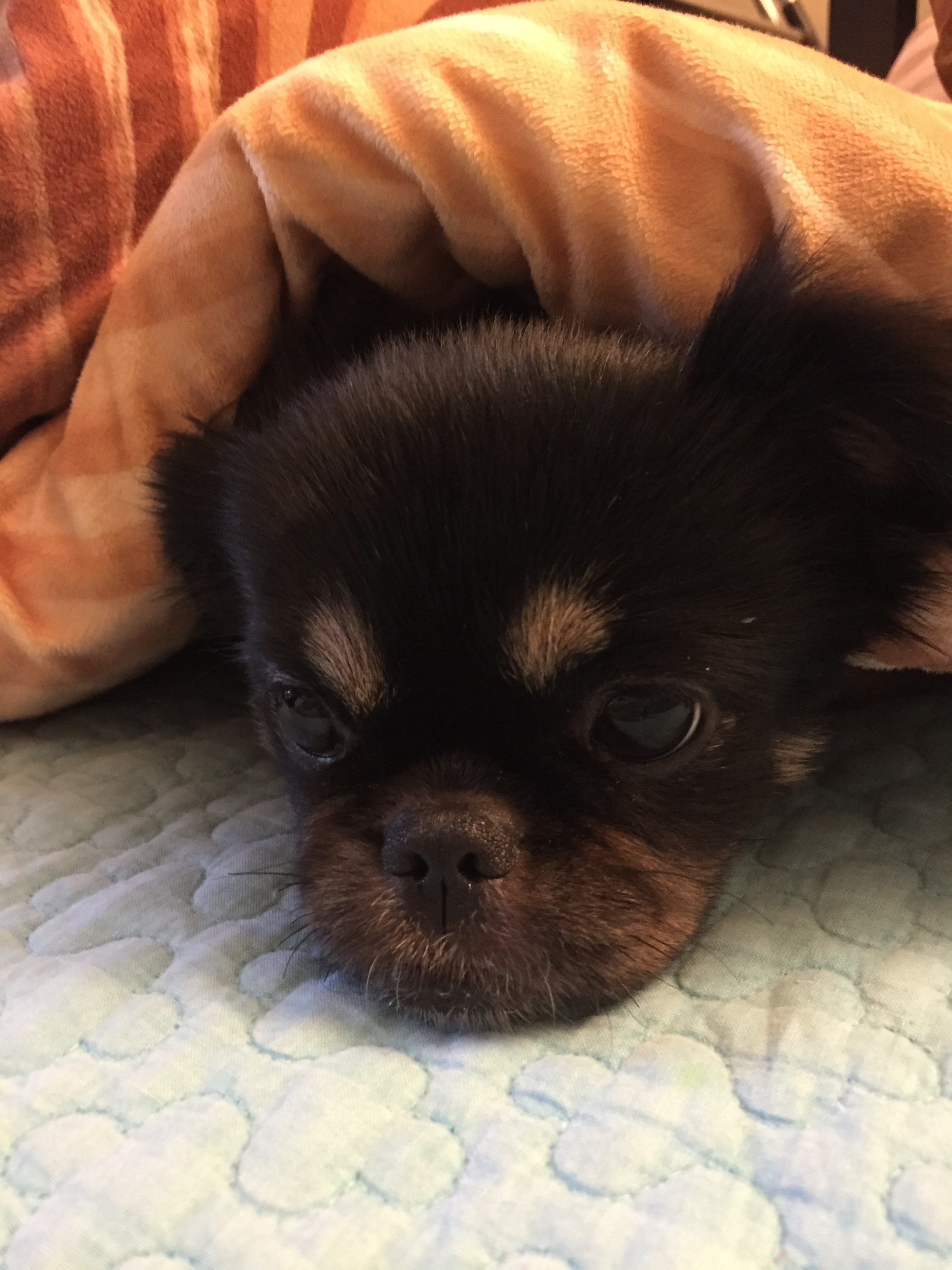 부천 역곡 근처에서 잃어버린 강아지를 찾습니다 2번째 사진