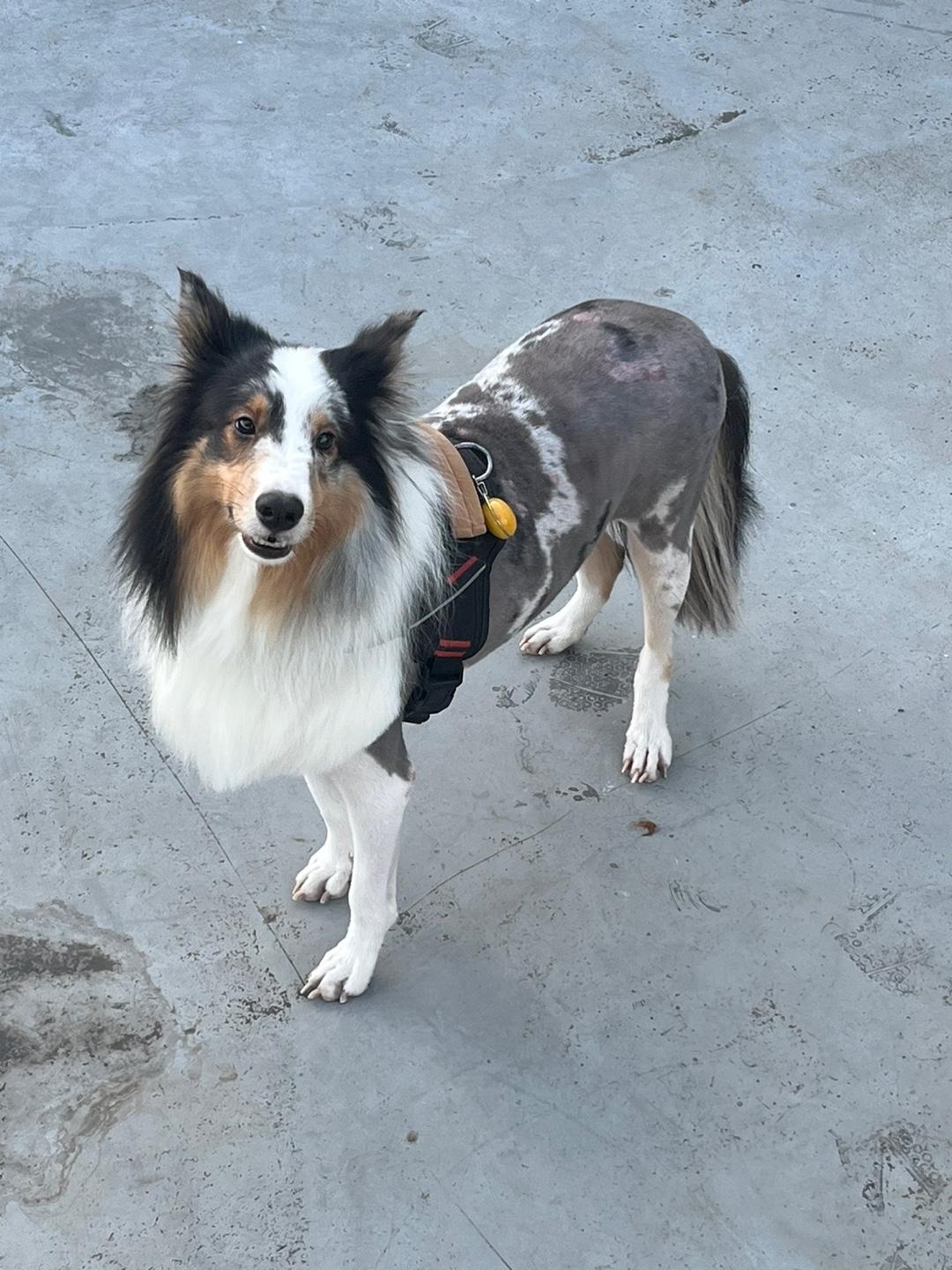 유기견보호센터 강아지보호소 고양이보호소 - 펫찾기 15번째 사진