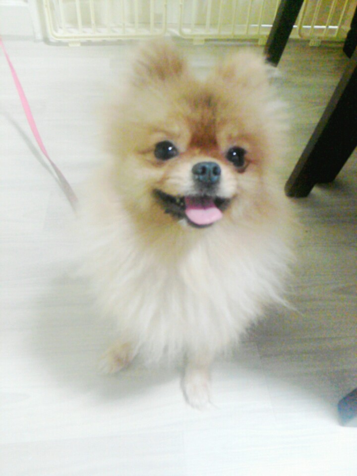 포메 강아지를 찾습니다