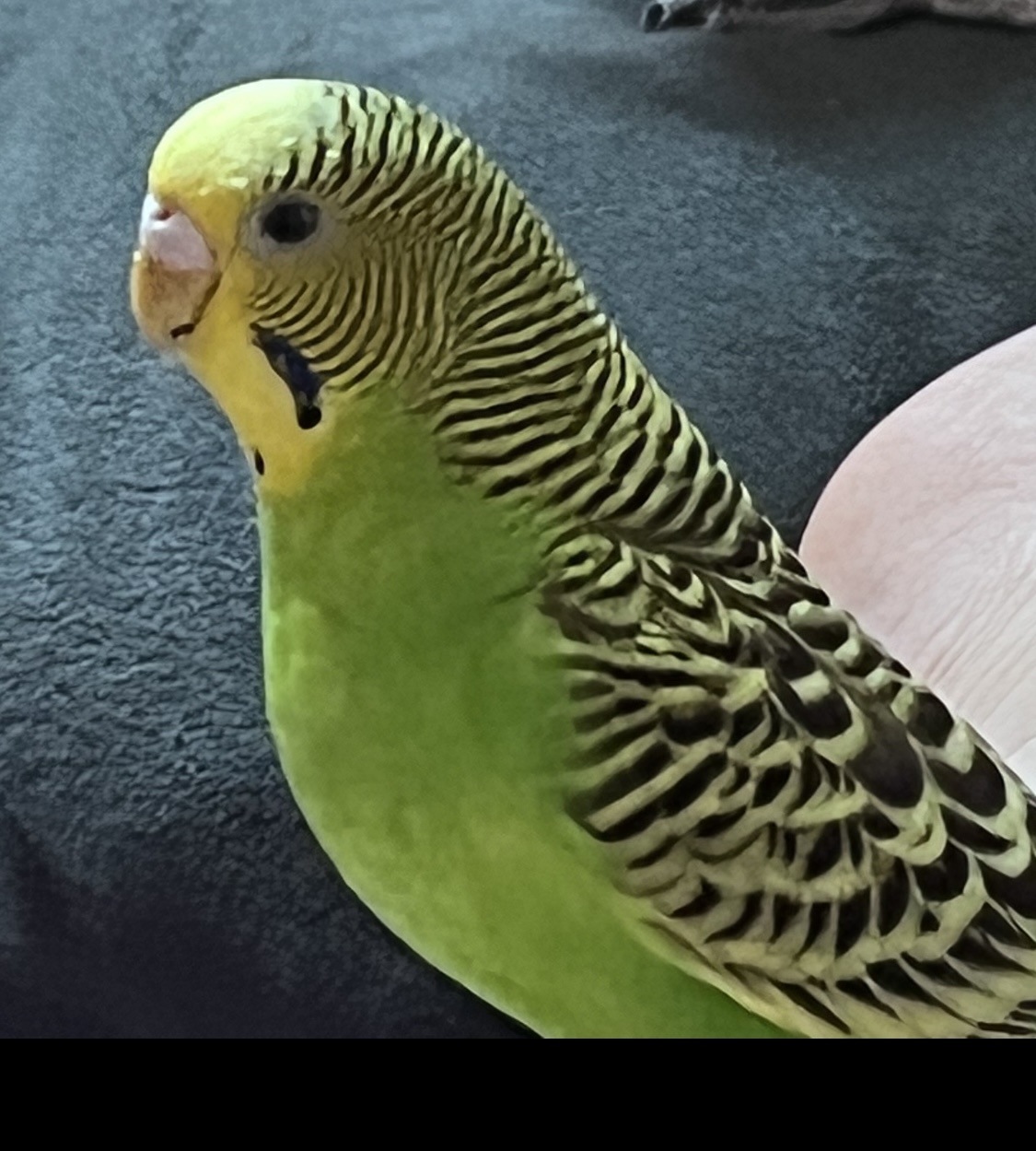 유기견보호센터 강아지보호소 고양이보호소 - 펫찾기 4번째 사진