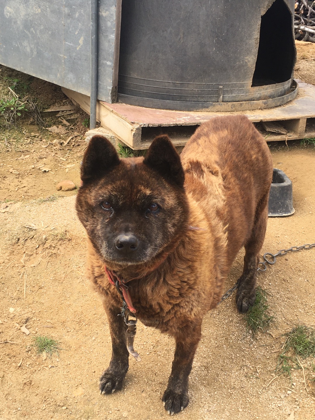 유기견보호센터 강아지보호소 고양이보호소 - 펫찾기 16번째 사진