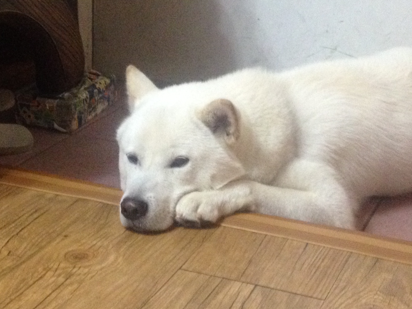 [충남, 홍원항] 풍이를 찾습니다. (흰색 풍산개, 검정색 RFID 목걸이 착용)