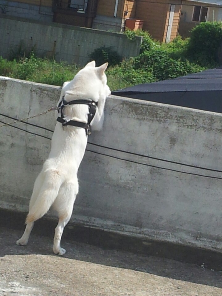 [충남, 홍원항] 풍이를 찾습니다. (흰색 풍산개, 검정색 RFID 목걸이 착용) 2번째 사진