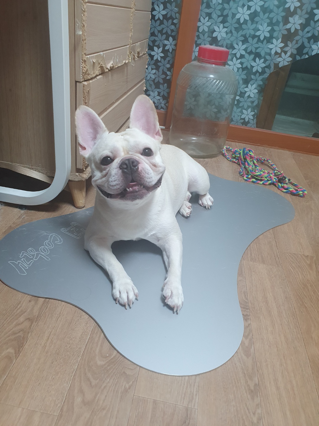 유기견보호센터 강아지보호소 고양이보호소 - 펫찾기 16번째 사진