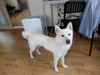 유기견보호센터 강아지보호소 고양이보호소 - 펫찾기 27번째 사진