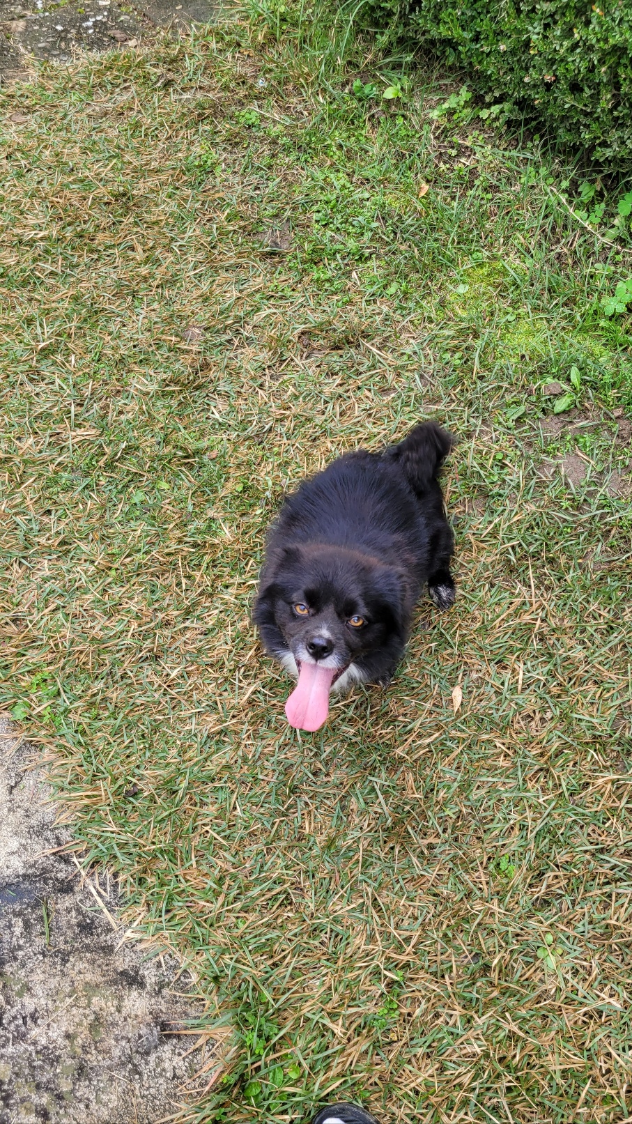 유기견보호센터 강아지보호소 고양이보호소 - 펫찾기 36번째 사진