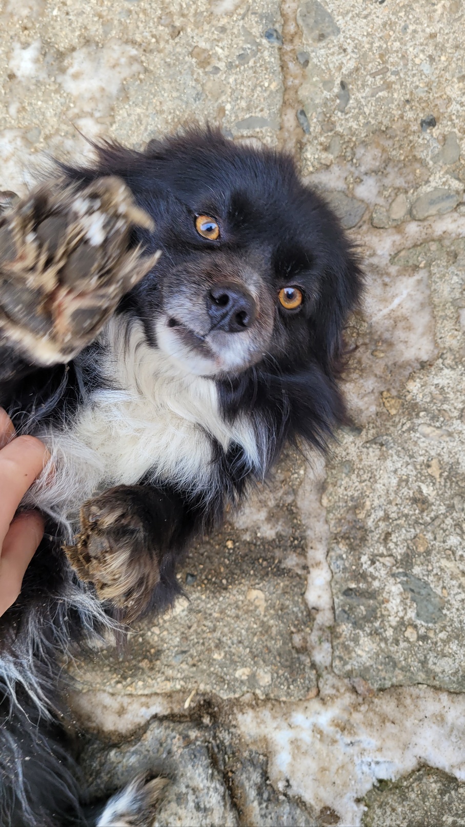 유기견보호센터 강아지보호소 고양이보호소 - 펫찾기 37번째 사진