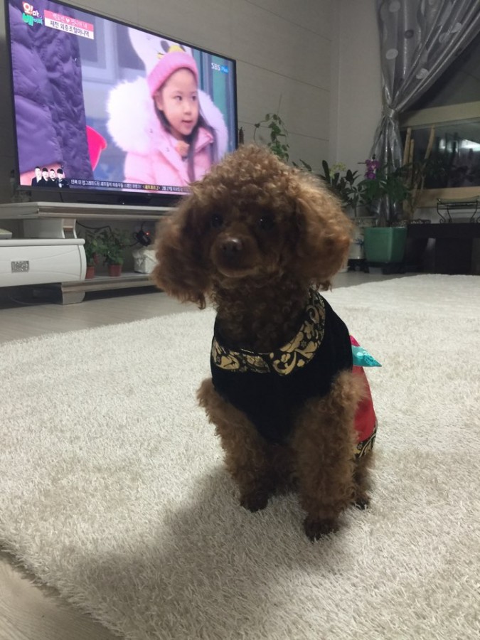 4세 토이푸들 깐초를 찾아요 ㅜㅜ