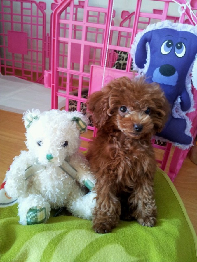 4세 토이푸들 깐초를 찾아요 ㅜㅜ 2번째 사진