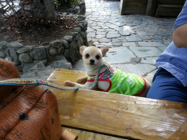 인천 주안 포메라니안 수컷을 애타게 찾고 있습니다. 2번째 사진