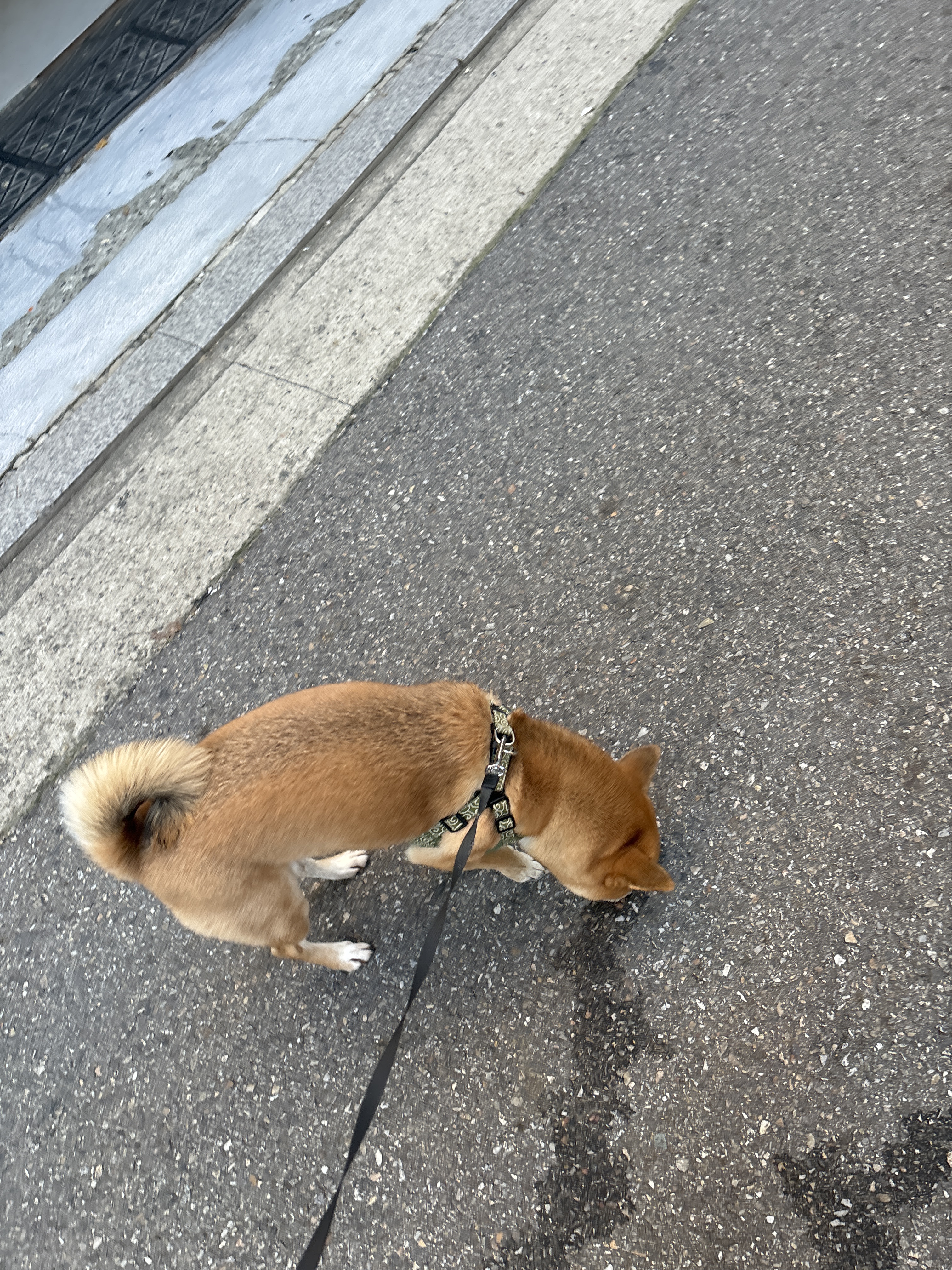 유기견보호센터 강아지보호소 고양이보호소 - 펫찾기