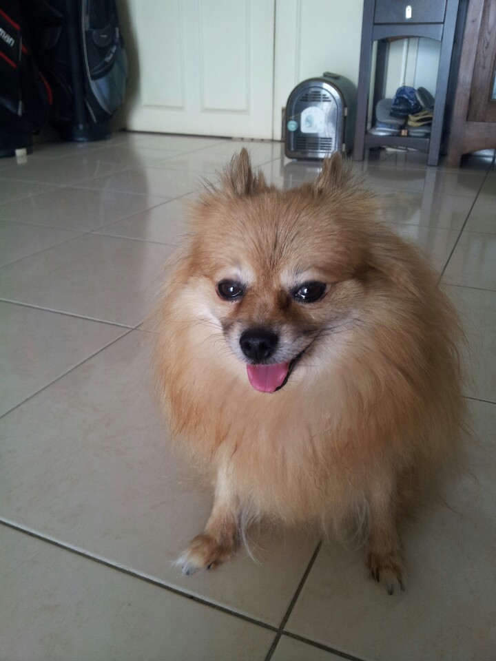 유기견보호센터 강아지보호소 고양이보호소 - 펫찾기 28번째 사진