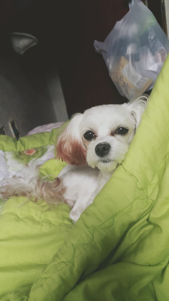 유기견보호센터 강아지보호소 고양이보호소 - 펫찾기 10번째 사진