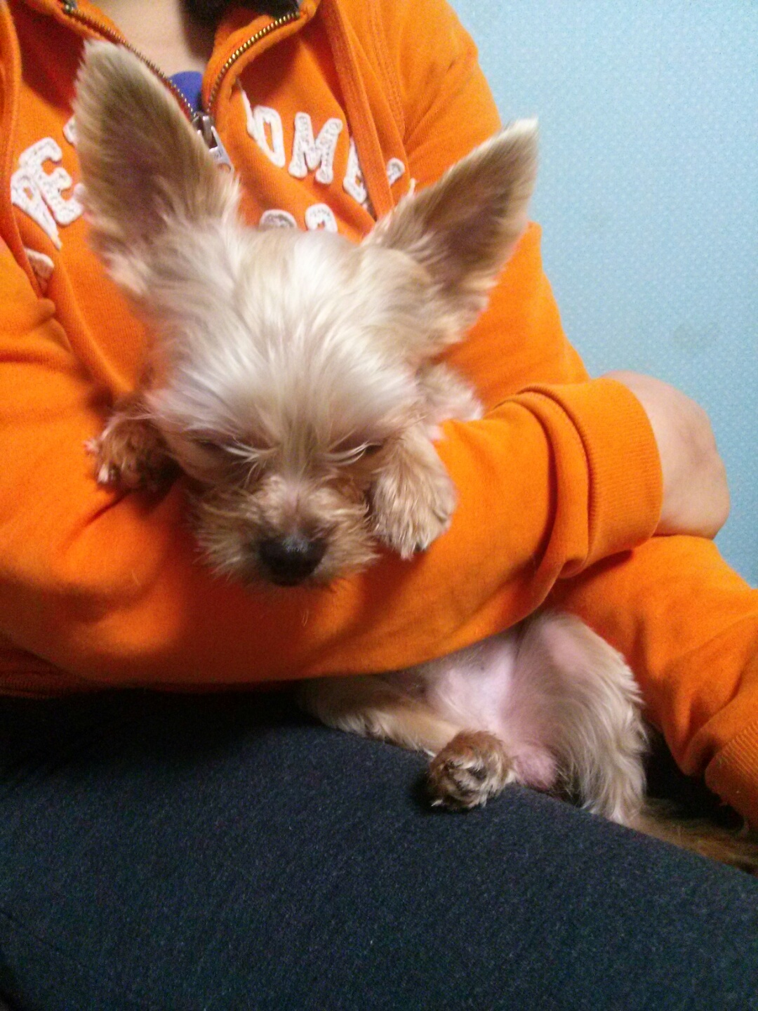 유기견보호센터 강아지보호소 고양이보호소 - 펫찾기 21번째 사진