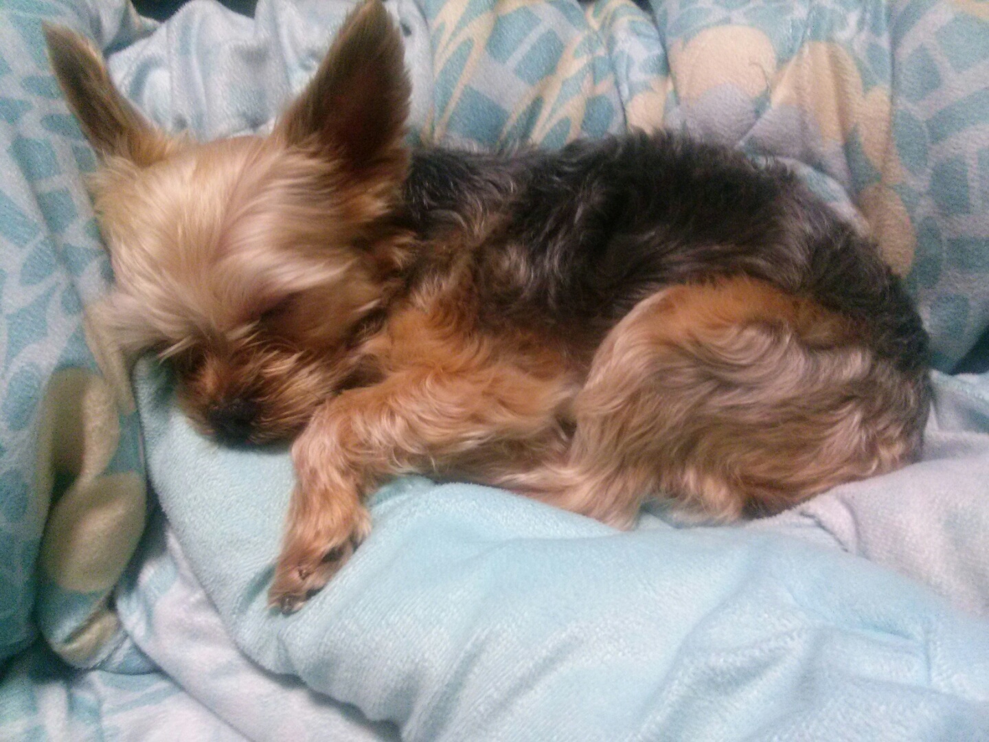 유기견보호센터 강아지보호소 고양이보호소 - 펫찾기 19번째 사진