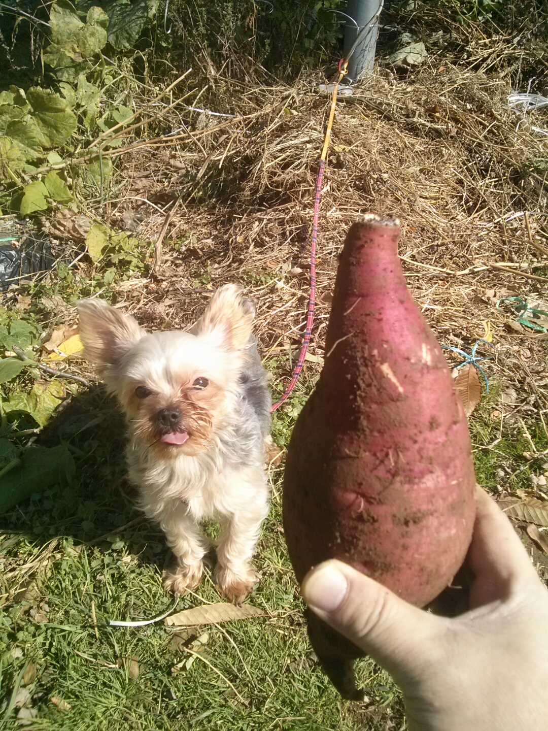 유기견보호센터 강아지보호소 고양이보호소 - 펫찾기 20번째 사진