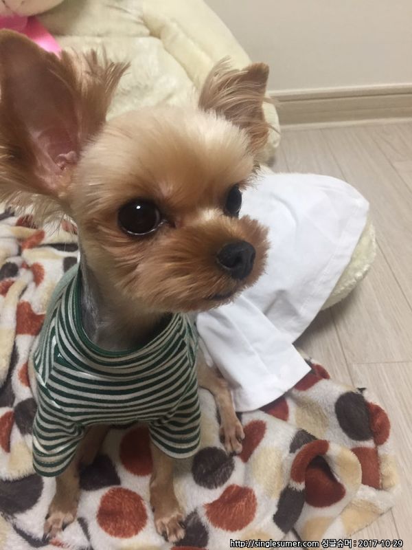 유기견보호센터 강아지보호소 고양이보호소 - 펫찾기 10번째 사진