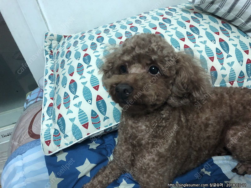 유기견보호센터 강아지보호소 고양이보호소 - 펫찾기 17번째 사진