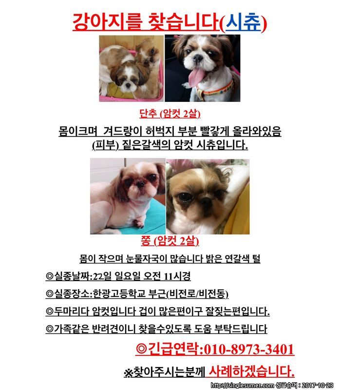 평택시 강아지를 찾고있어요 (시츄 암컷) 2마리