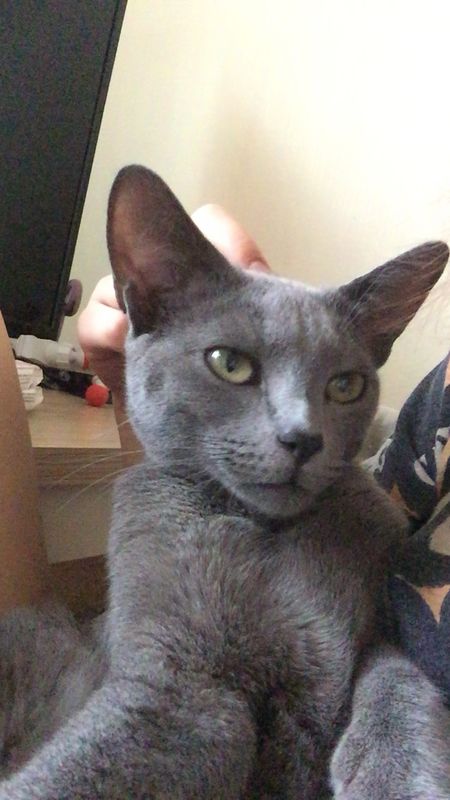 러시안블루 가족 좀 찾아주세요