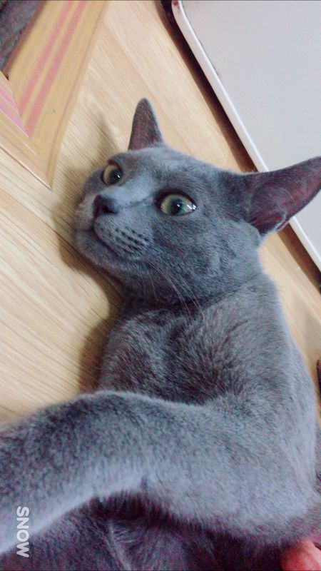 러시안블루 가족 좀 찾아주세요 2번째 사진