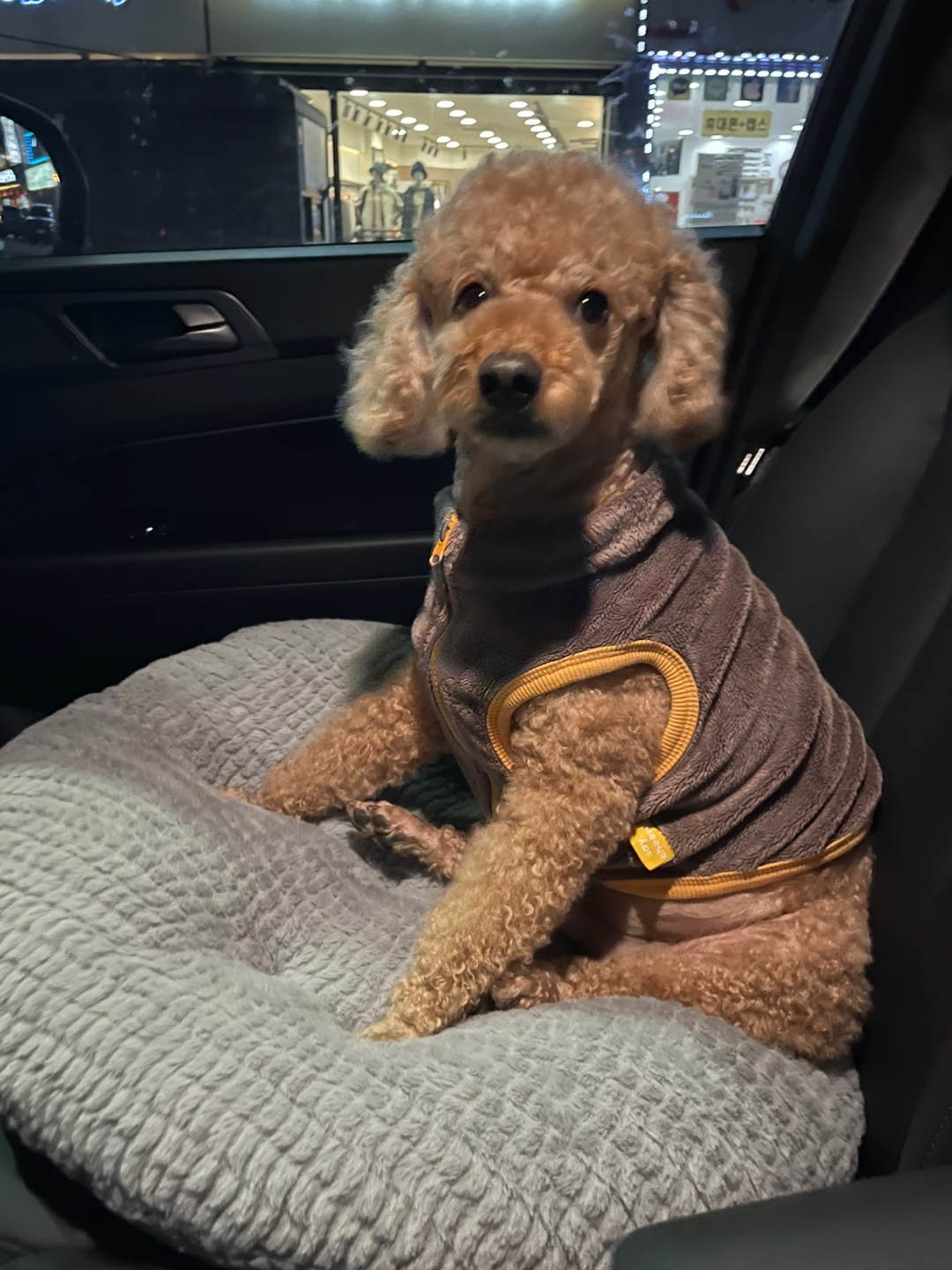 유기견보호센터 강아지보호소 고양이보호소 - 펫찾기 11번째 사진