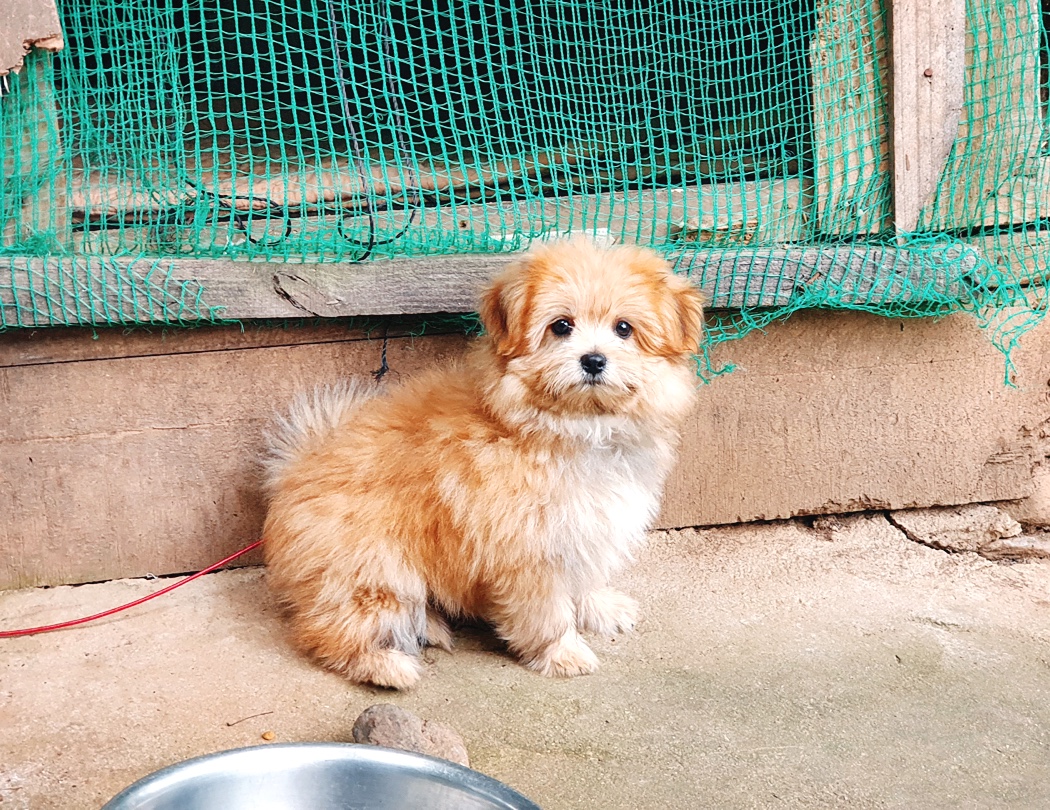 유기견보호센터 강아지보호소 고양이보호소 - 펫찾기 15번째 사진