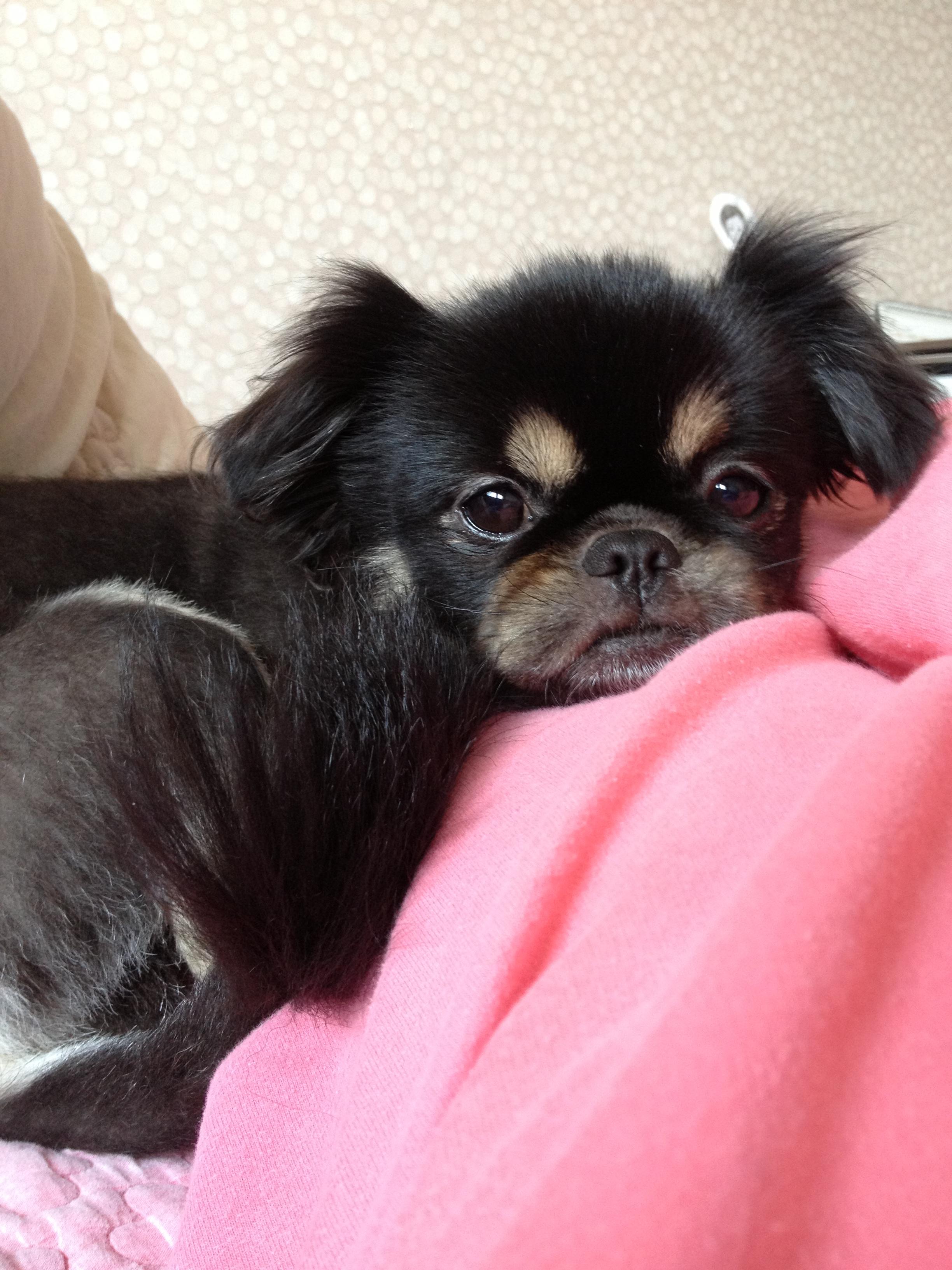 유기견보호센터 강아지보호소 고양이보호소 - 펫찾기 15번째 사진