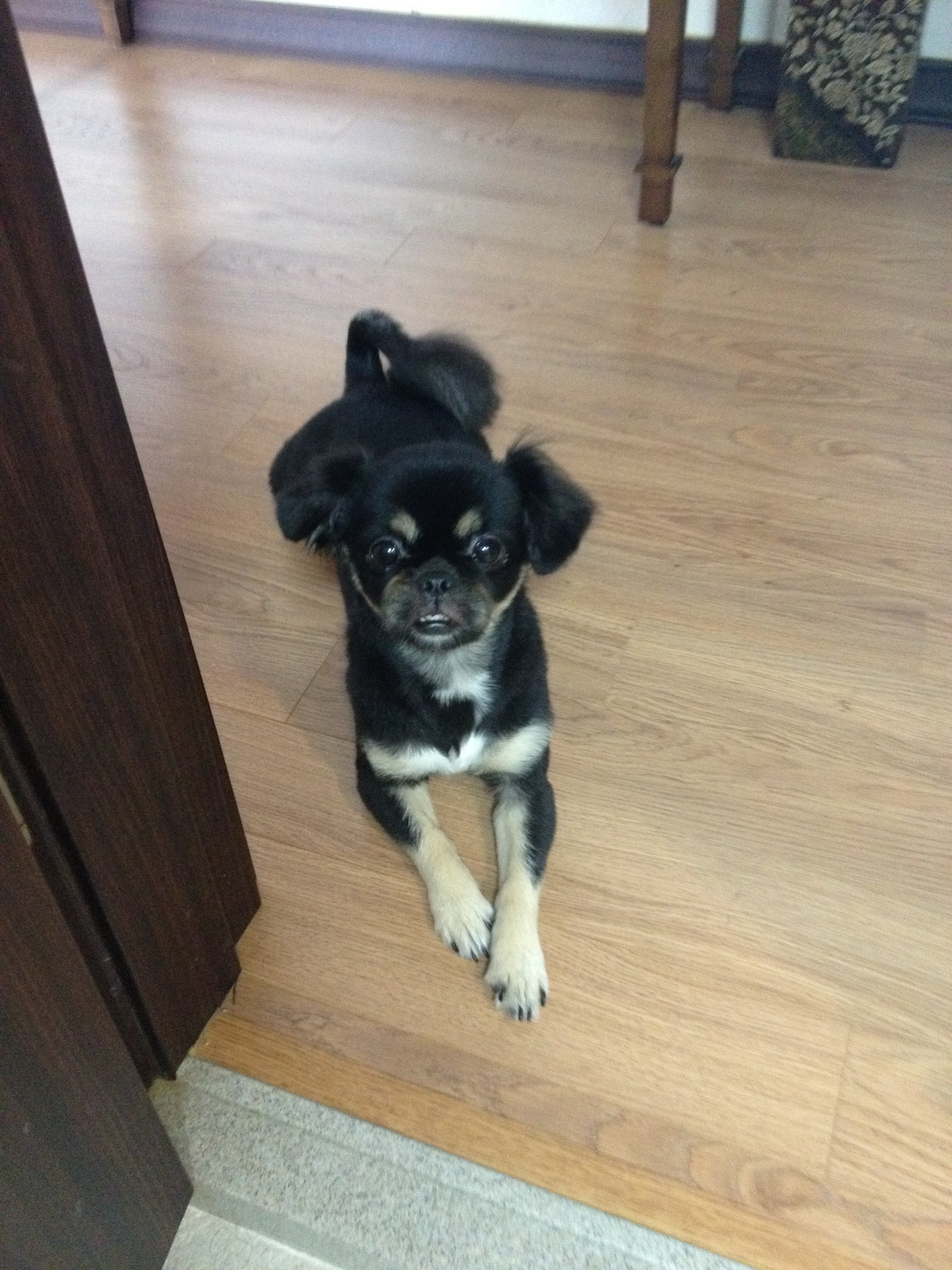 유기견보호센터 강아지보호소 고양이보호소 - 펫찾기 16번째 사진