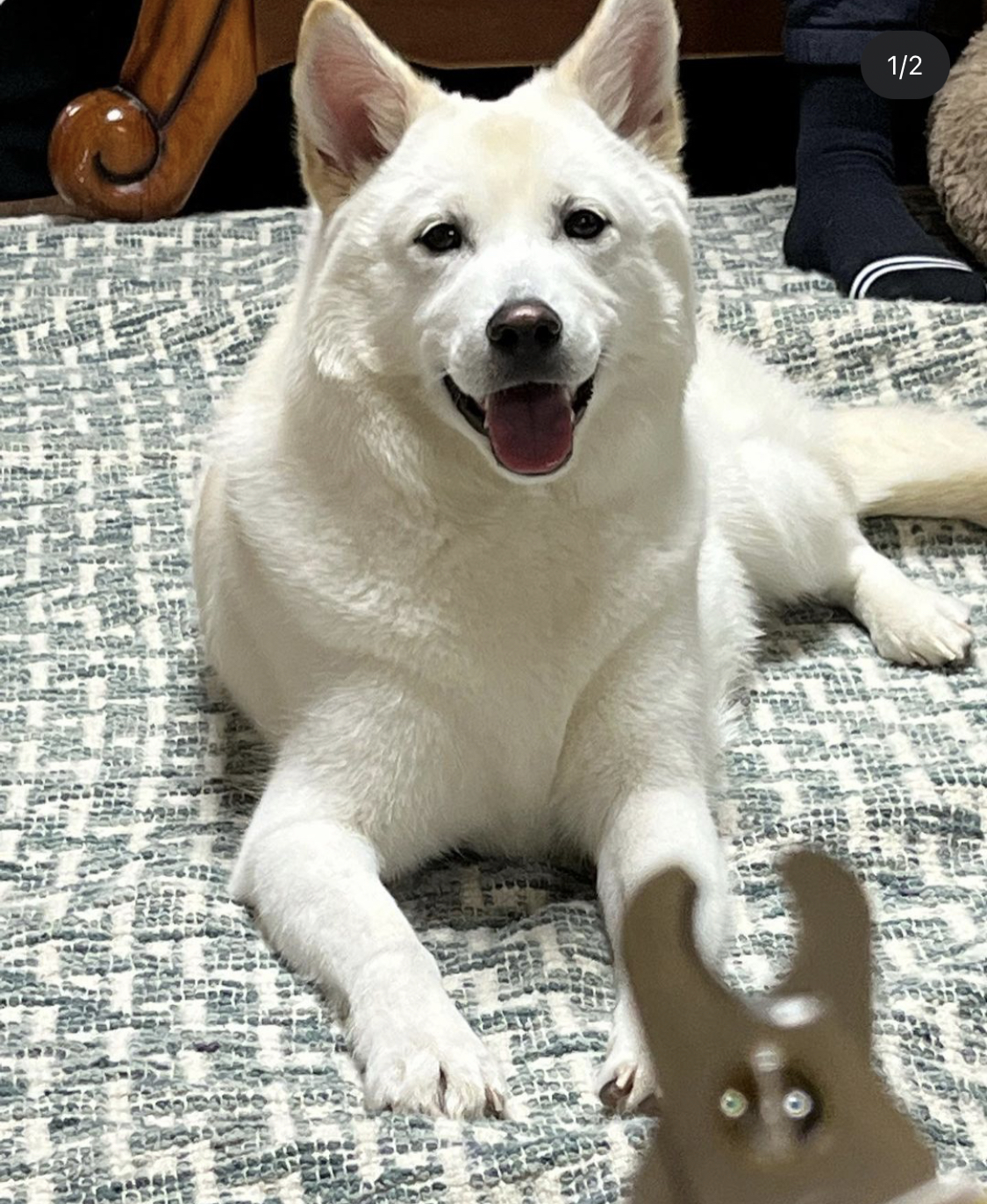 유기견보호센터 강아지보호소 고양이보호소 - 펫찾기 26번째 사진