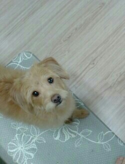 유기견보호센터 강아지보호소 고양이보호소 - 펫찾기 14번째 사진