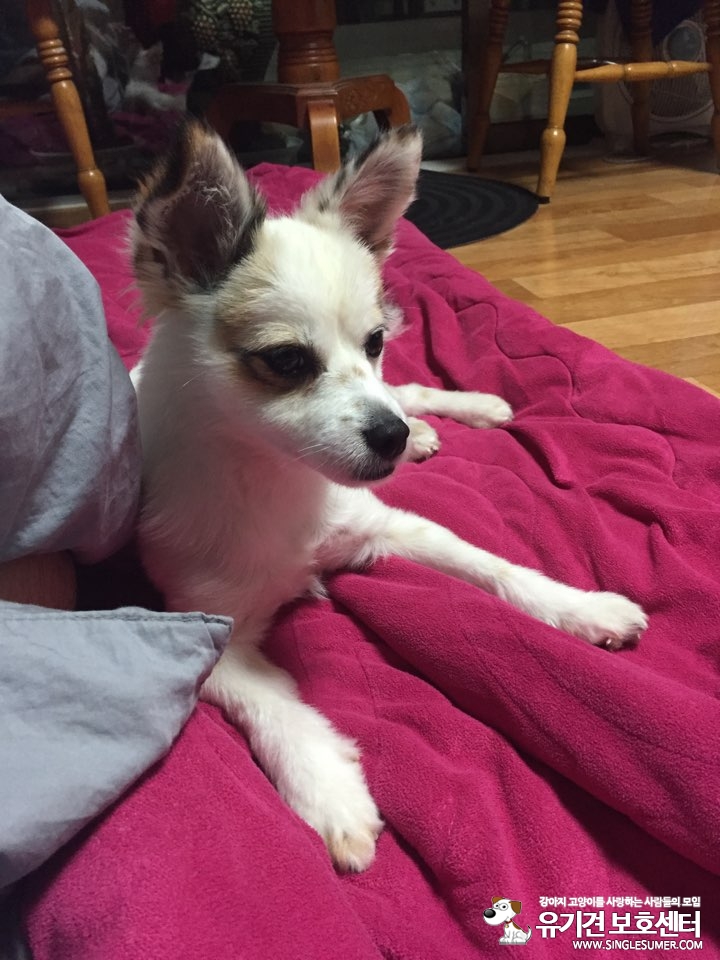 유기견보호센터 강아지보호소 고양이보호소 - 펫찾기 5번째 사진