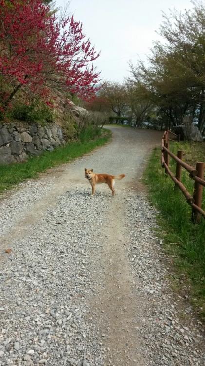 유기견보호센터 강아지보호소 고양이보호소 - 펫찾기 21번째 사진