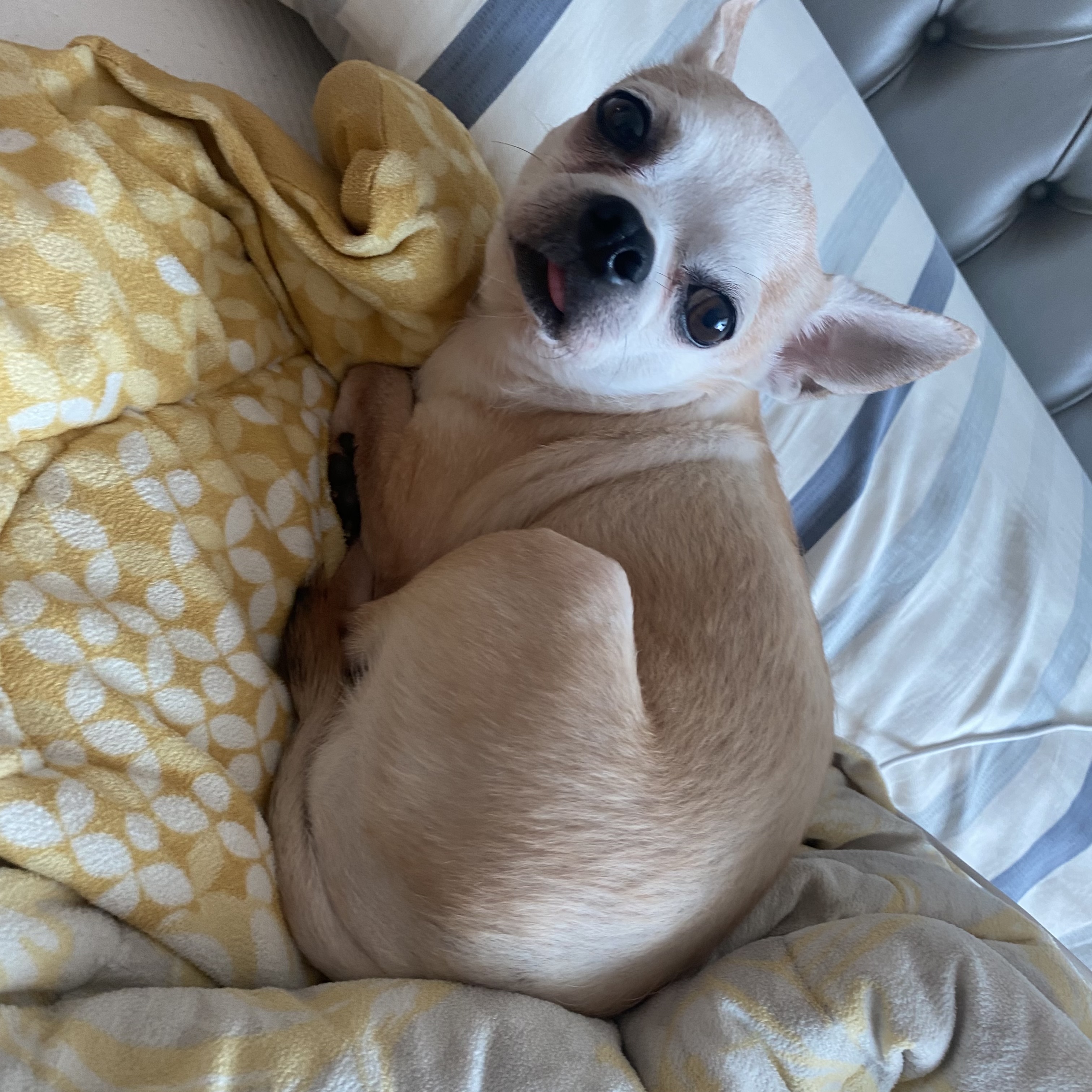 초코 제발 찾아주세요