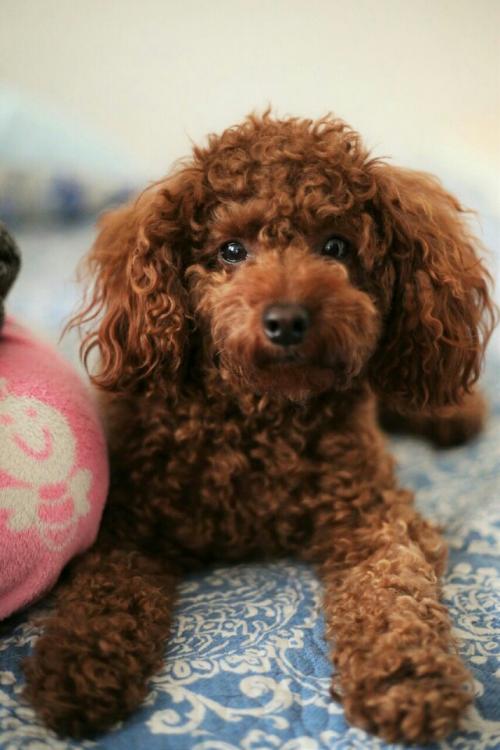 <숭실대부근>갈색푸들,노란목줄착용 2번째 사진