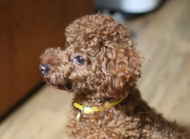 <숭실대부근>갈색푸들,노란목줄착용